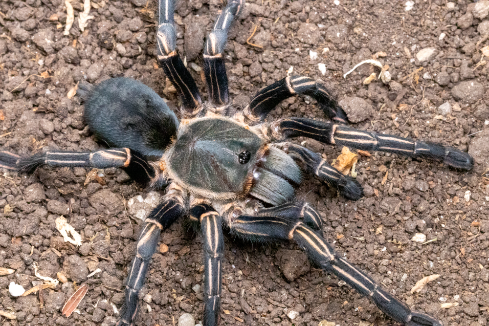 Haplopelma albostriatum