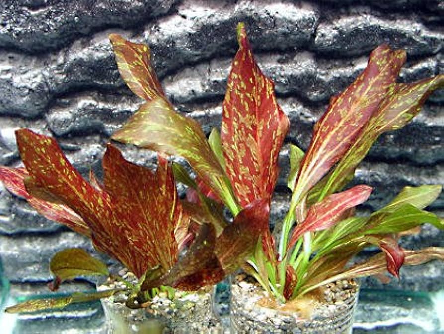 Echinodorus rood Flame