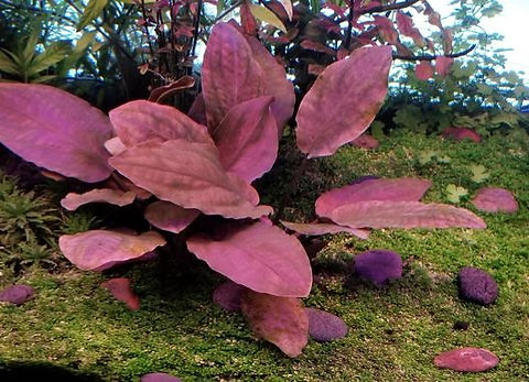 Lagenandra meeboldi - red