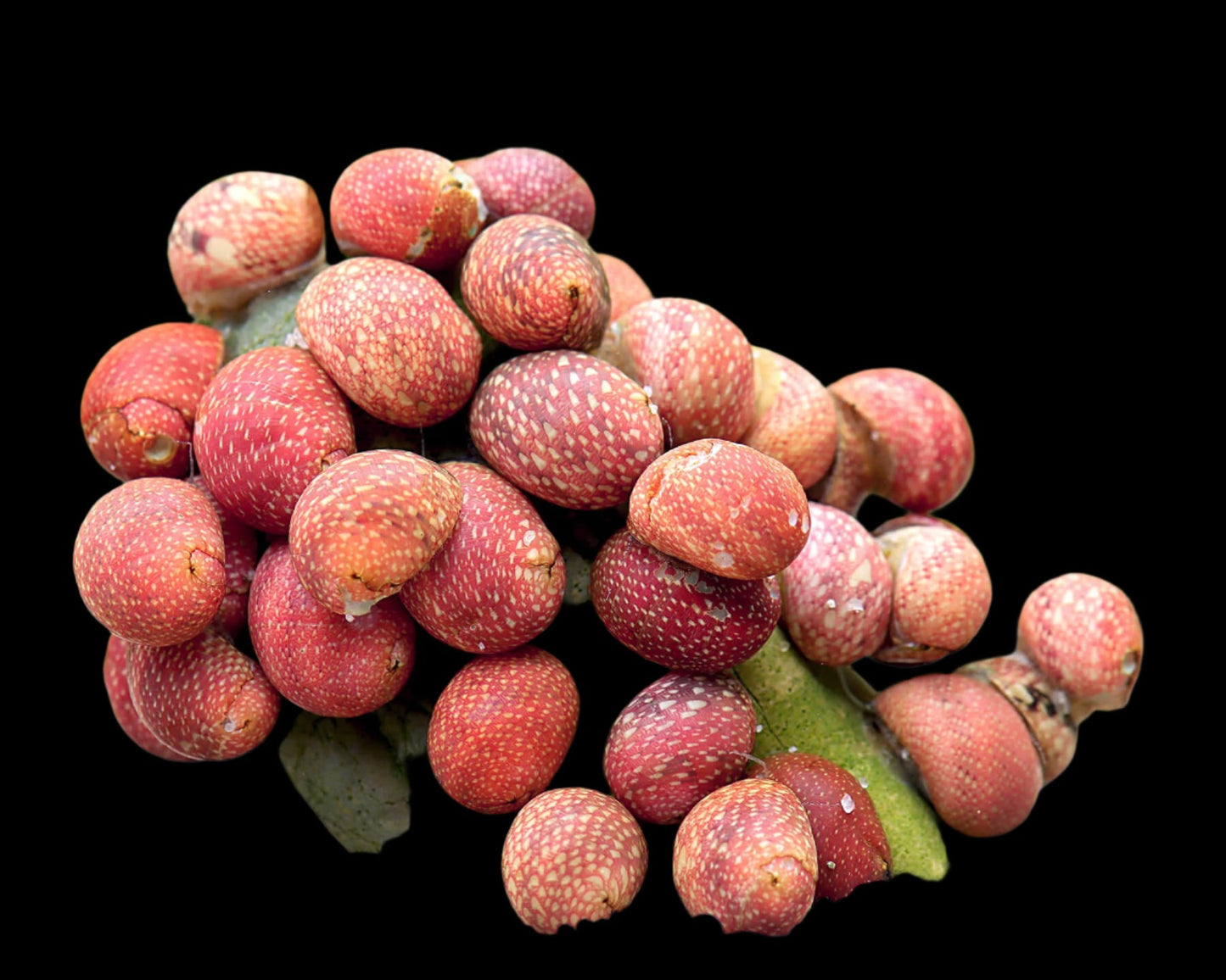 Caracol Clithon Pink Lady