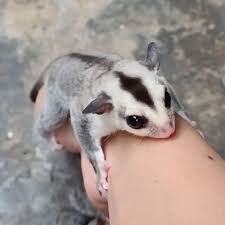Petauro do Açúcar (Petaurus breviceps) - White Face