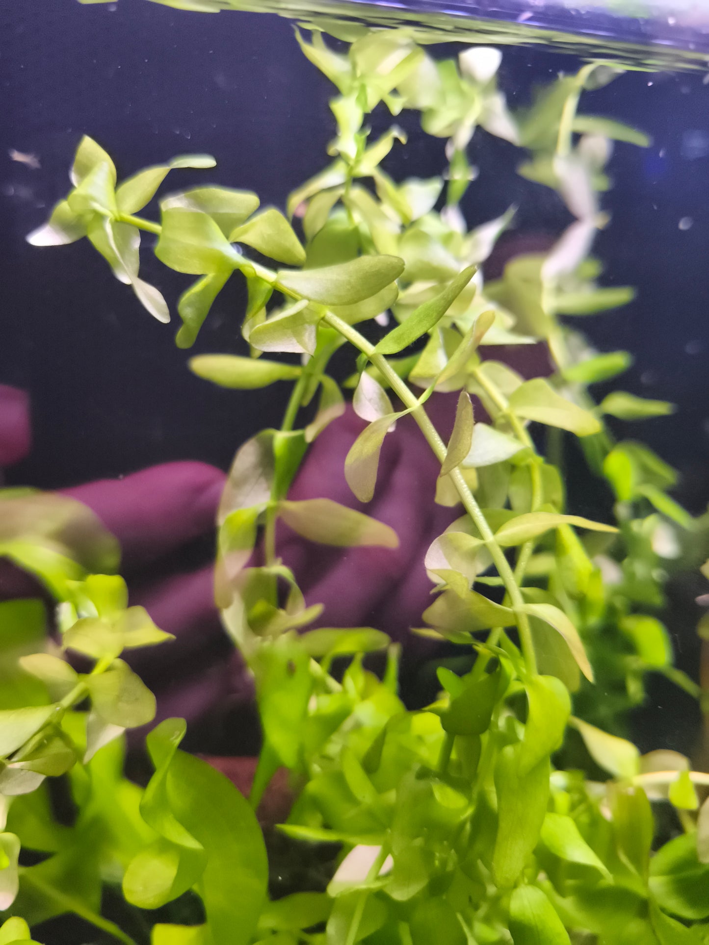 Planta PP