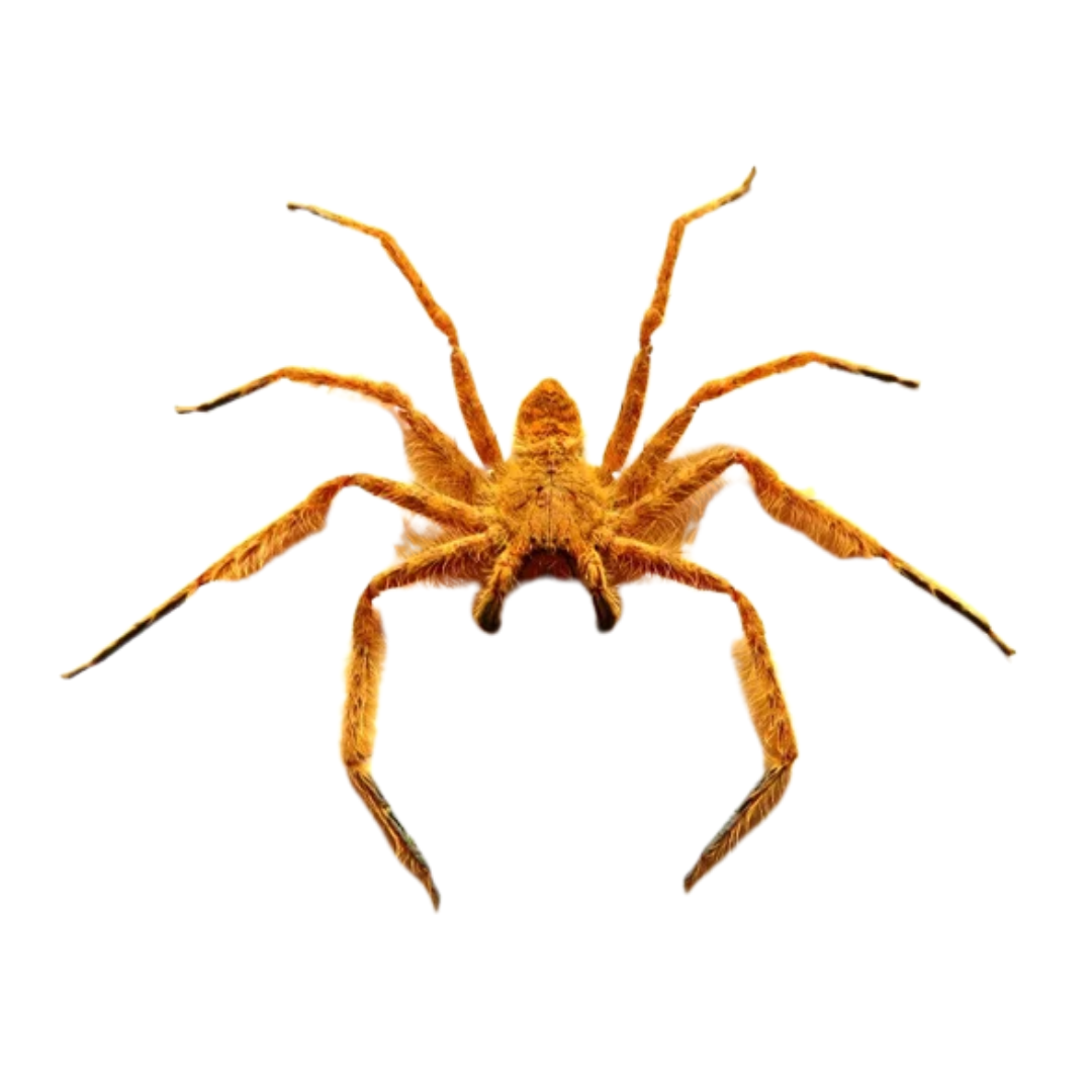 Heteropoda davidbowie
