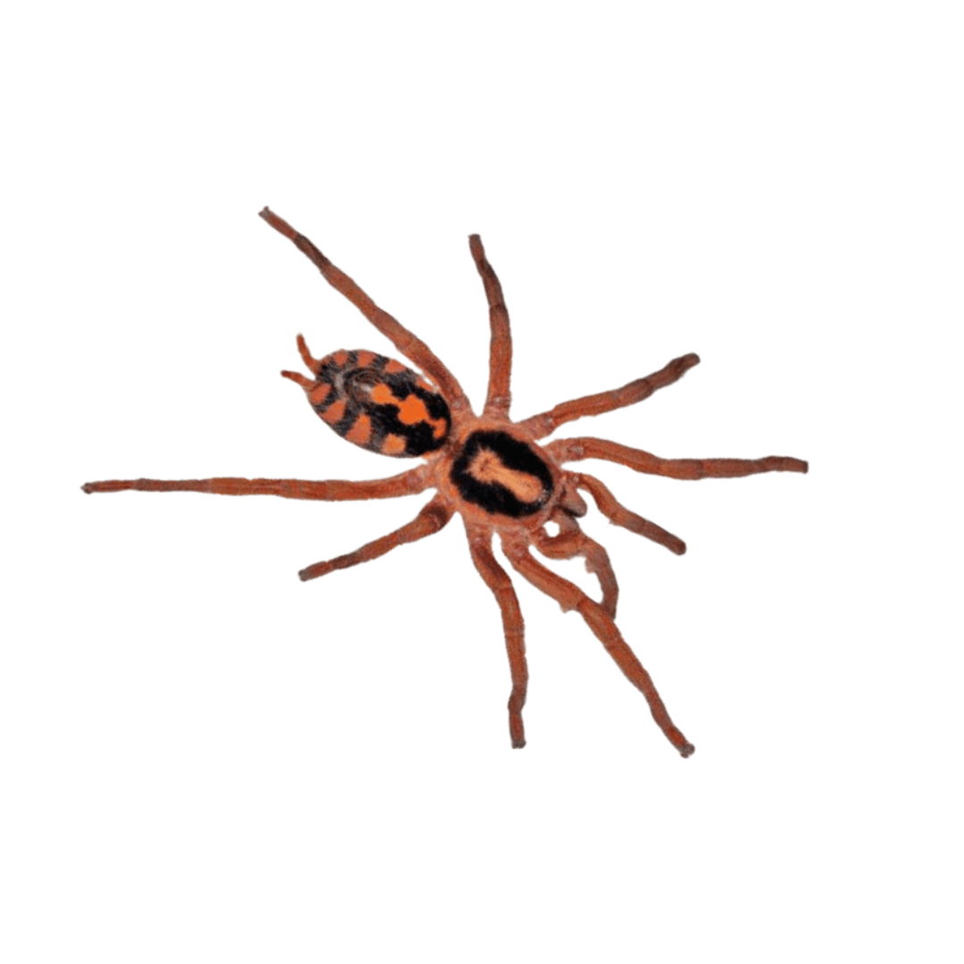 Hapalopus formosus