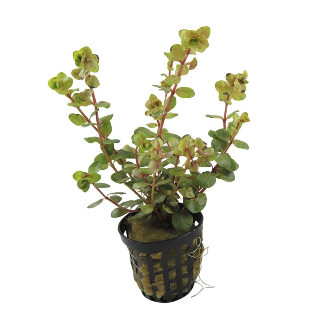 Rotala Yao-Yai