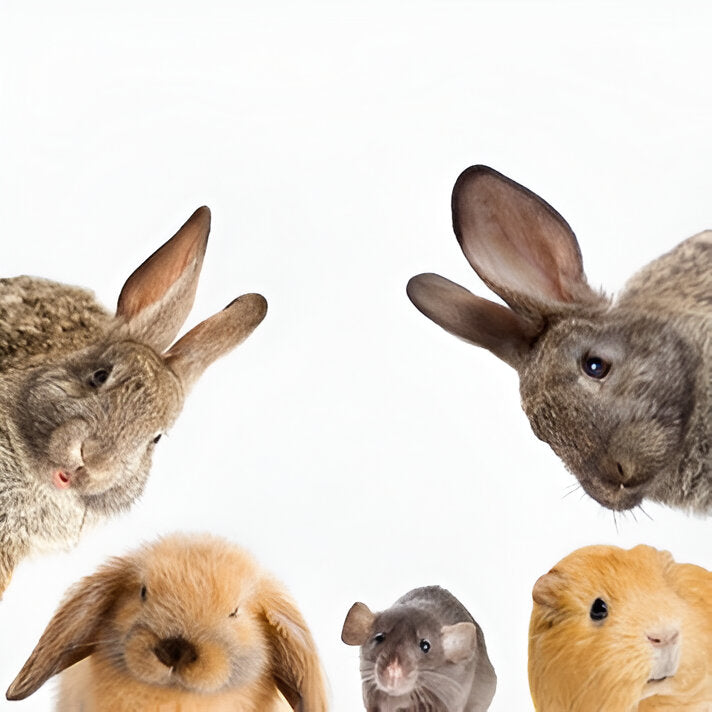Roedores e Mamíferos