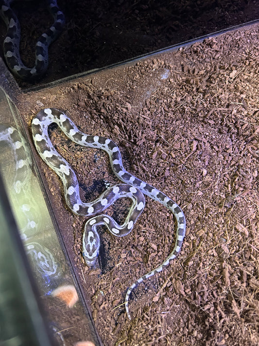 Cobra do Milho Anery (Pantherophis guttatus)