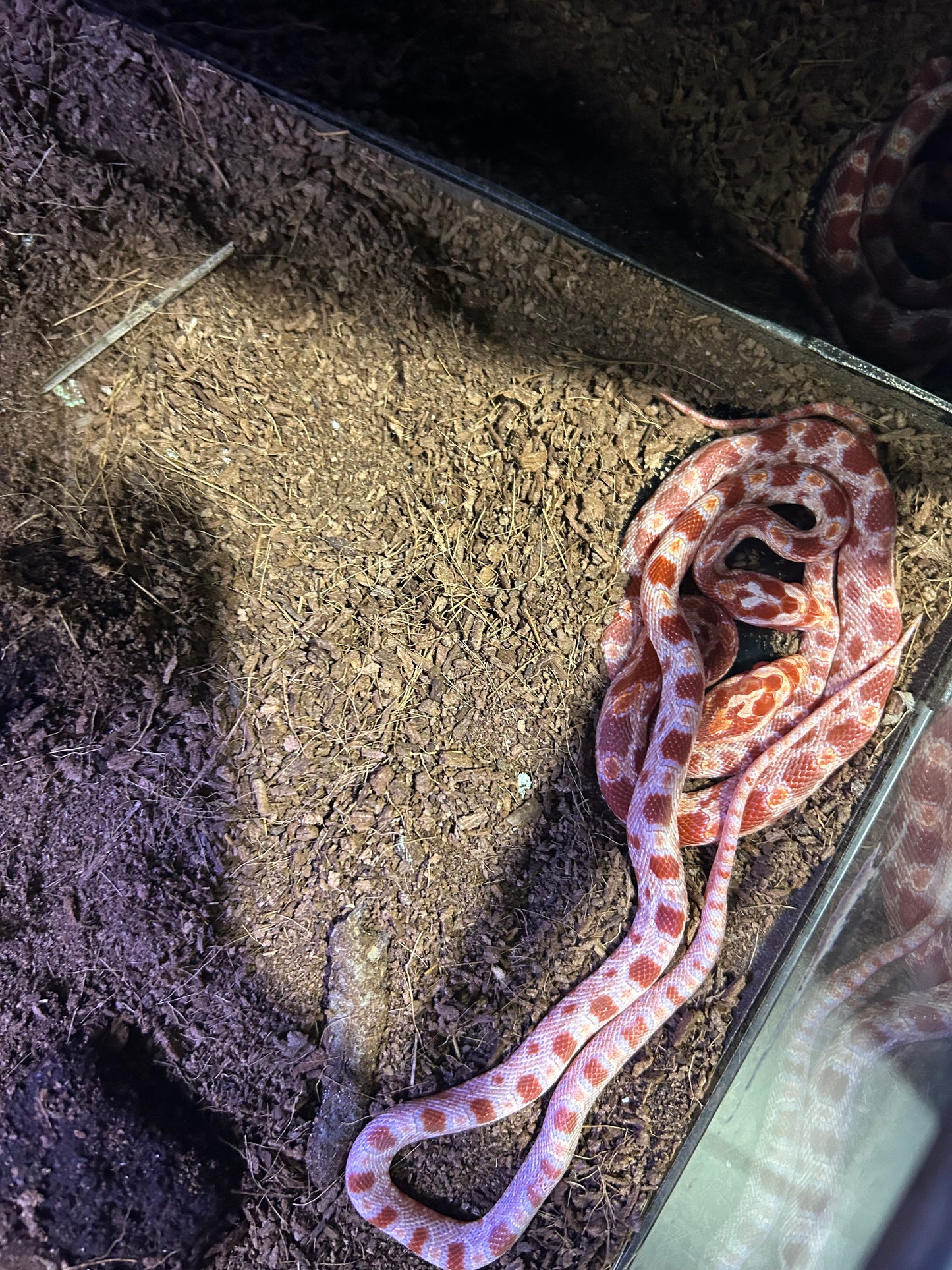 Cobra do Milho Amelanistic (Pantherophis guttatus)