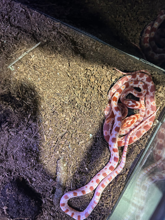 Cobra do Milho Amelanistic (Pantherophis guttatus)