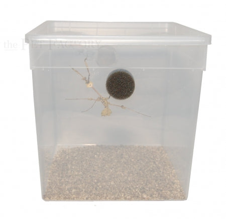 Caixa de Louva-a-Deus