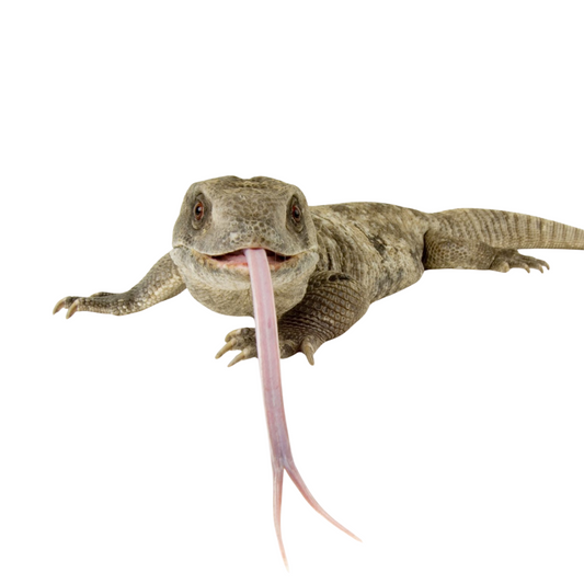 Savannah Monitor (Varanus exanthematicus)