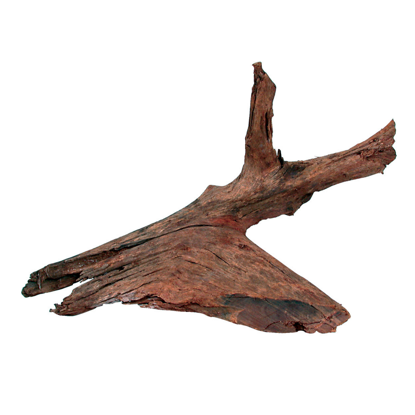 Madeira Mangrove Natural para Aquários e Terrários 🌿