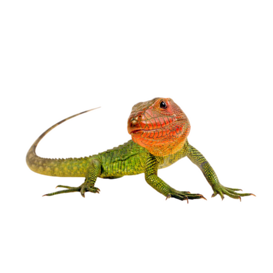 Lagarto Caimão (Dracaena guianensis)