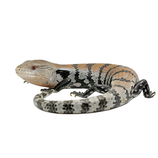 Lagarto de língua azul (Tiliqua gigas halmahera)