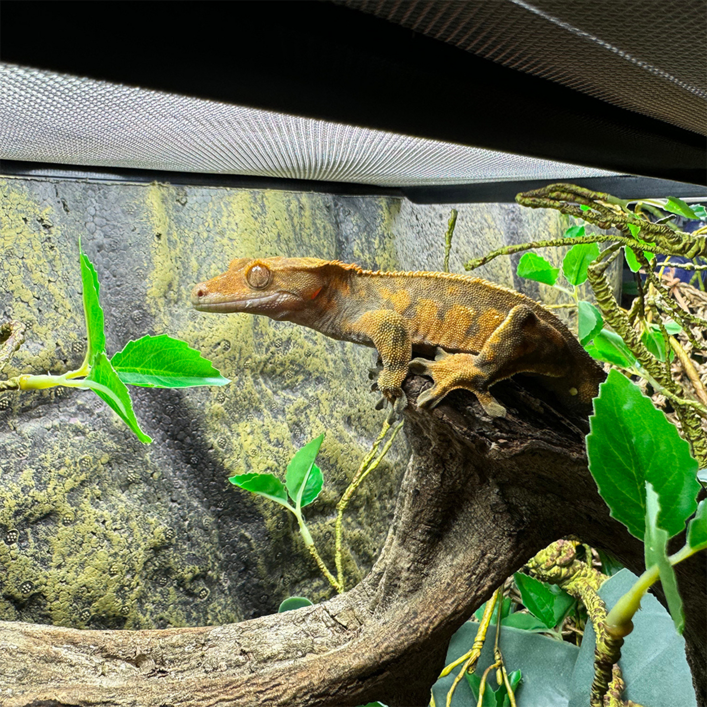 Planta Decorativa Branch Thick – 110 cm 🌿🦎