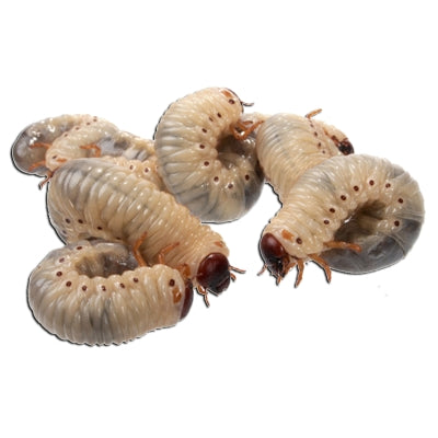 Larva de Dola - Pachnoda butana
