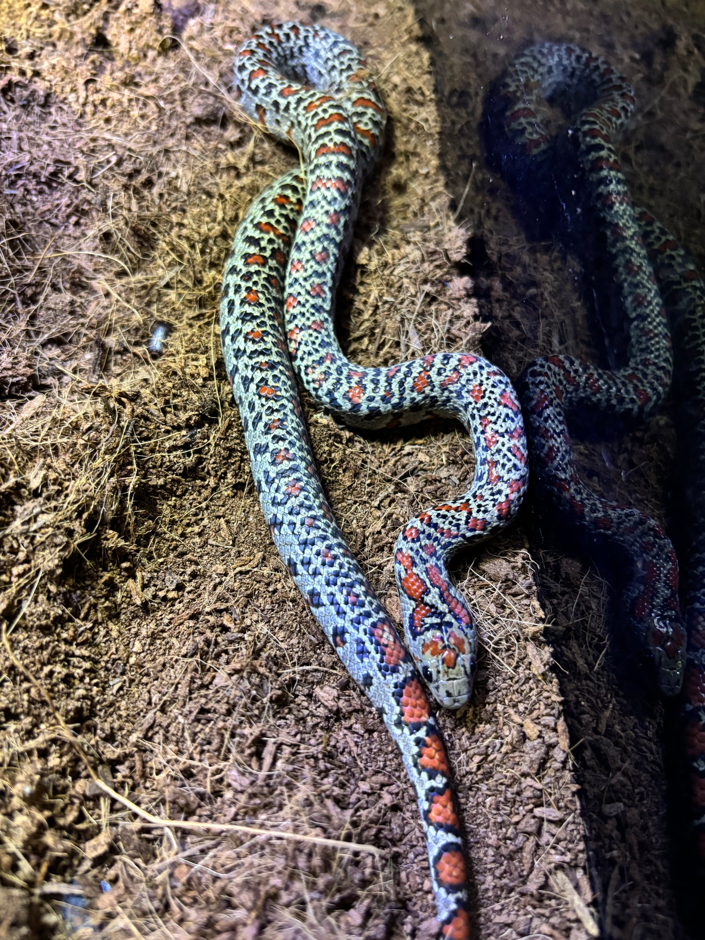 Cobra Rei Mexicana (Granit) Lampropeltis mexicana mexicana