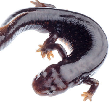 Tritão Comum (Preto)
