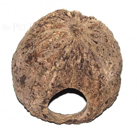 Casca de castanha do Brasil perfurada