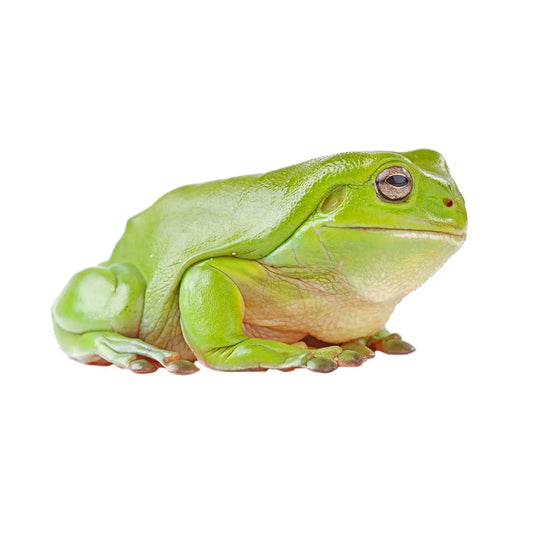Rã-arborícola-de-white - Litoria Caerulea