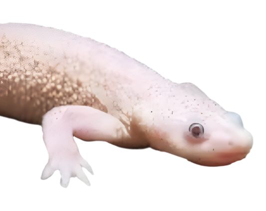 Tritão Platinum - Pleurodeles Waltl