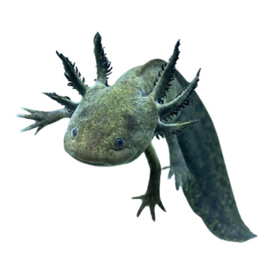 Axolotl Green (Ambystoma Mexicanum)
