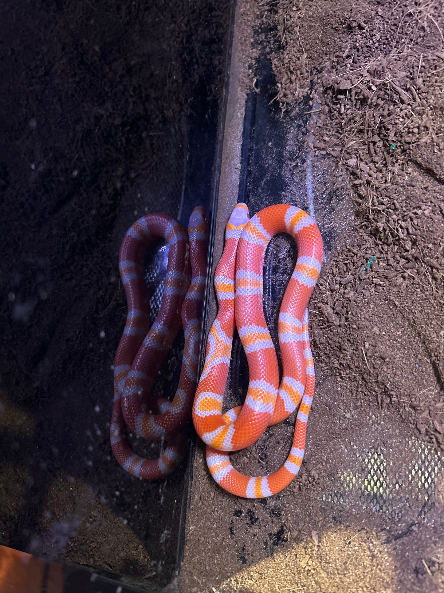 Lampropletis hondurensis albina