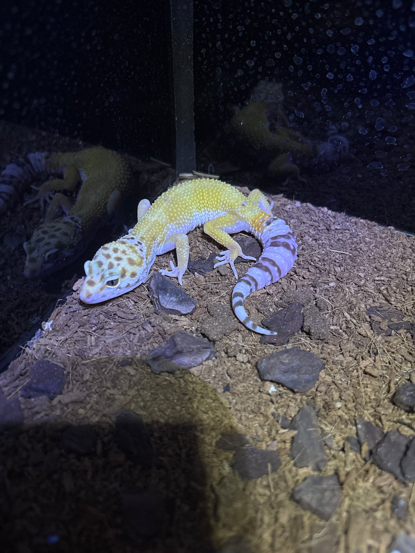 Gecko Leopardo (Tangerine High Yellow)