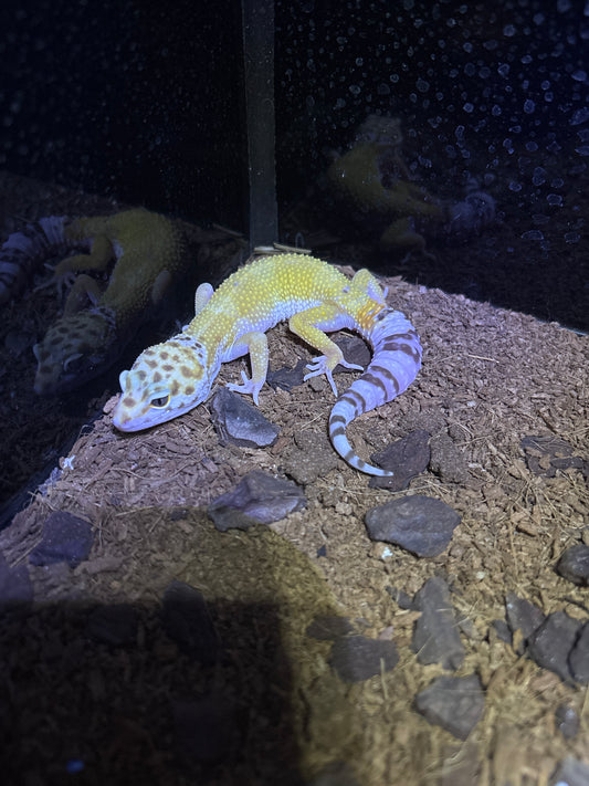 Gecko Leopardo (Tangerine High Yellow)
