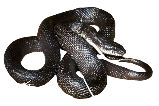 Pantherophis Absoletus
