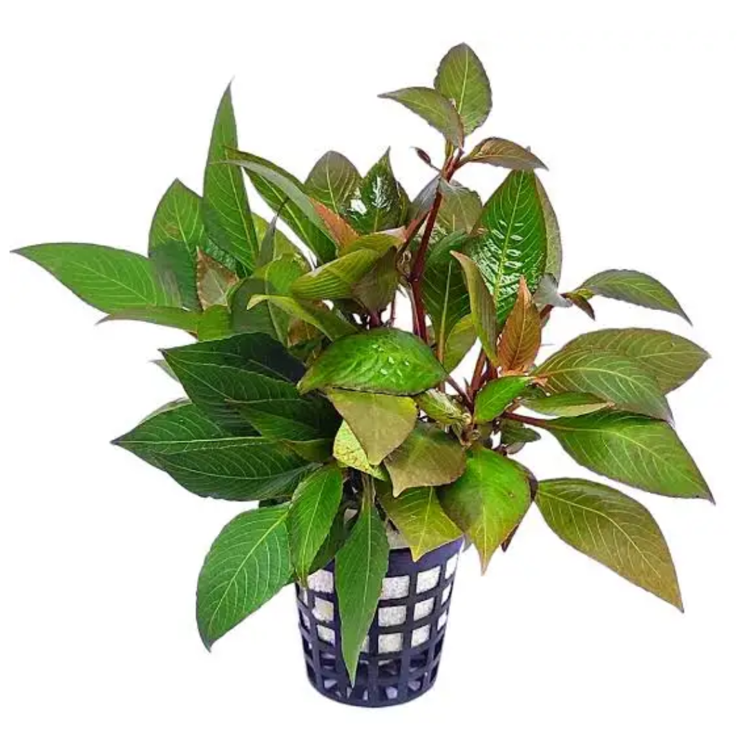 Hygrophila Corymbosa