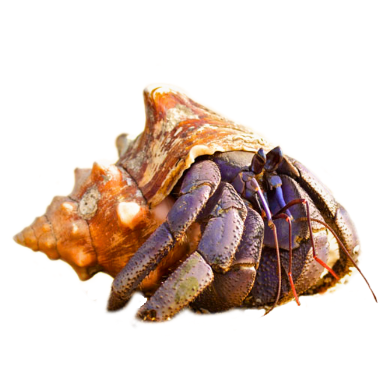 Coenobita Violascens - Caranguejo Eremita