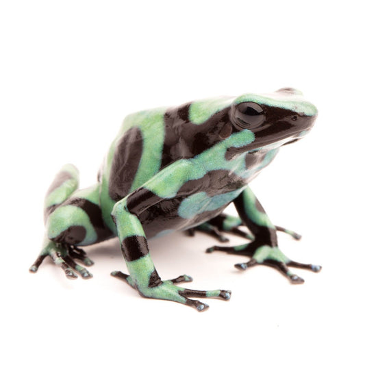 Sapo (Verde) (Dendrobates Auratus)