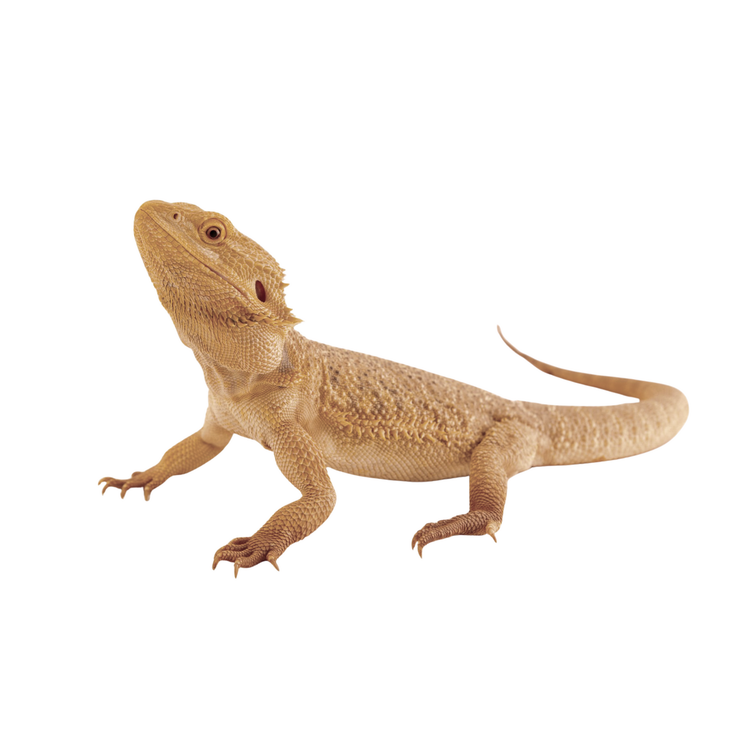 Dragão Barbudo (Pogona vitticeps)