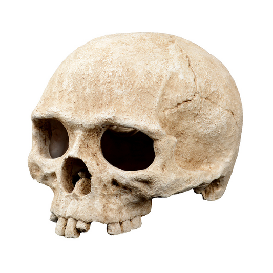 Decoração Caveira 💀