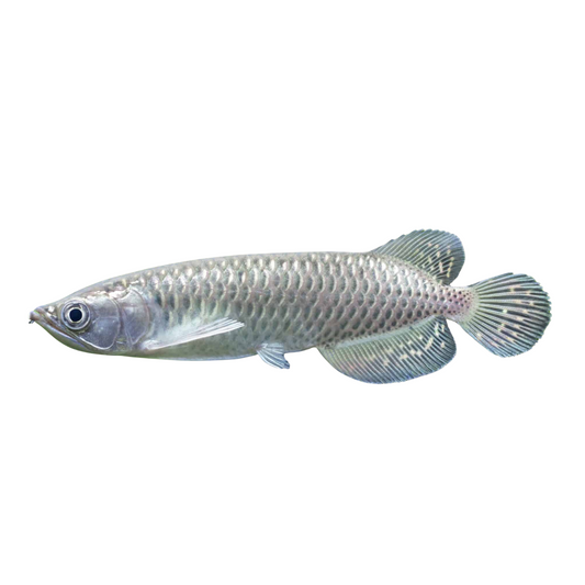 Arowana Jardinii (Scleropages jardinii)