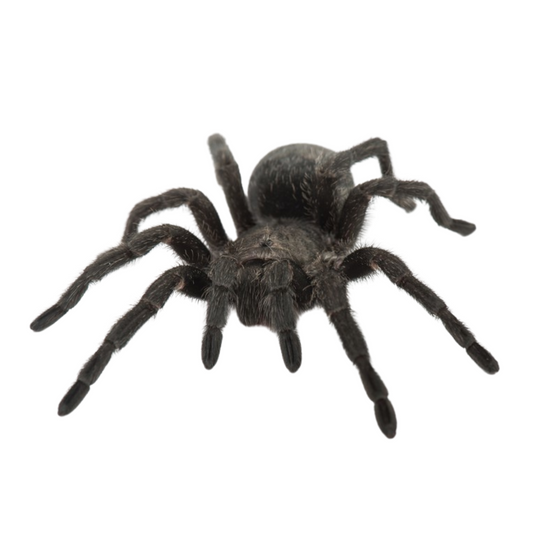 Grammostola pulchra