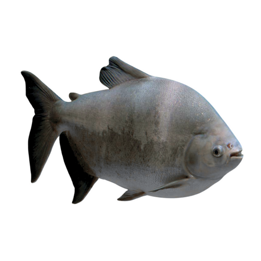 Pacu (Piaractus mesopotamicus)
