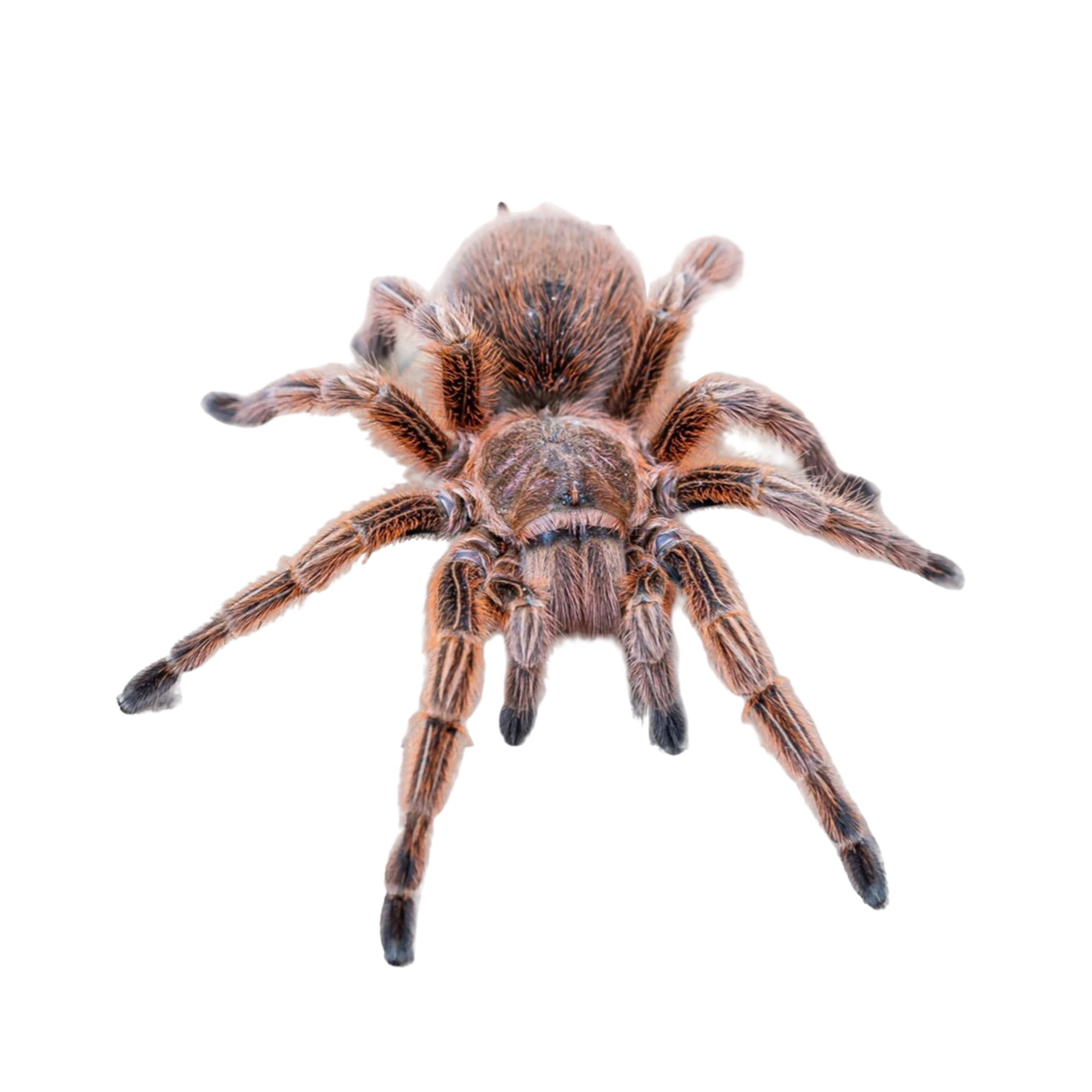Grammostola rosea (S) – Jaspet