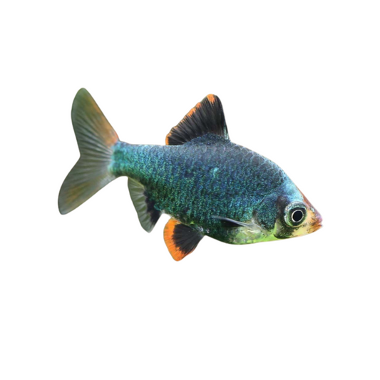 Barbo Verde (Puntigrus tetrazona)