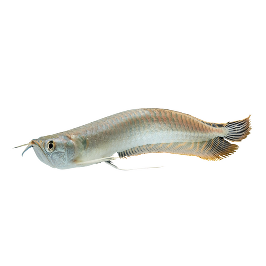 Arowana Prata (Osteoglossum bicirrhosum)