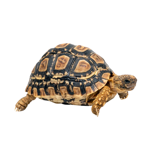 Tartaruga Leopardo (Stigmochelys pardalis)