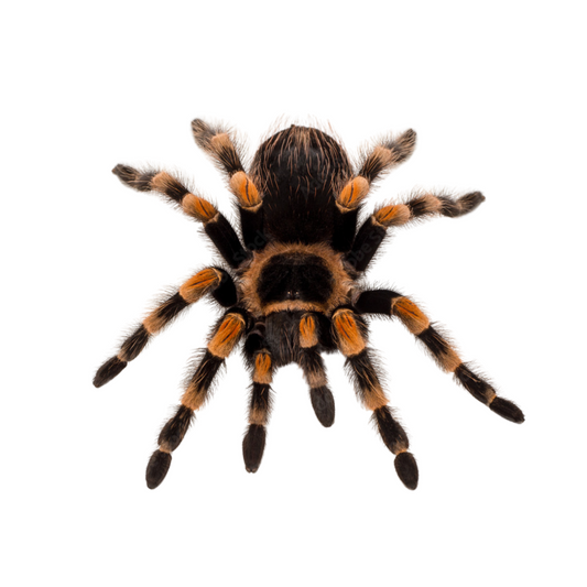 Brachypelma hamorii