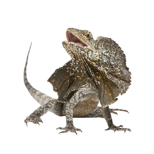 Lagarto de Gola (Chlamydosaurus kingii)