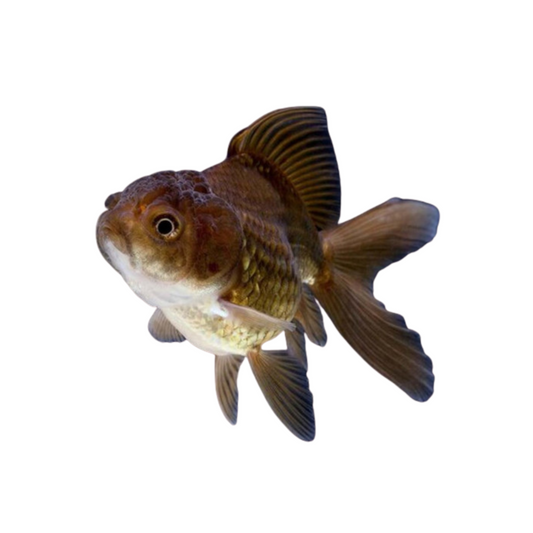 Oranda Chocolate (carassius auratus)
