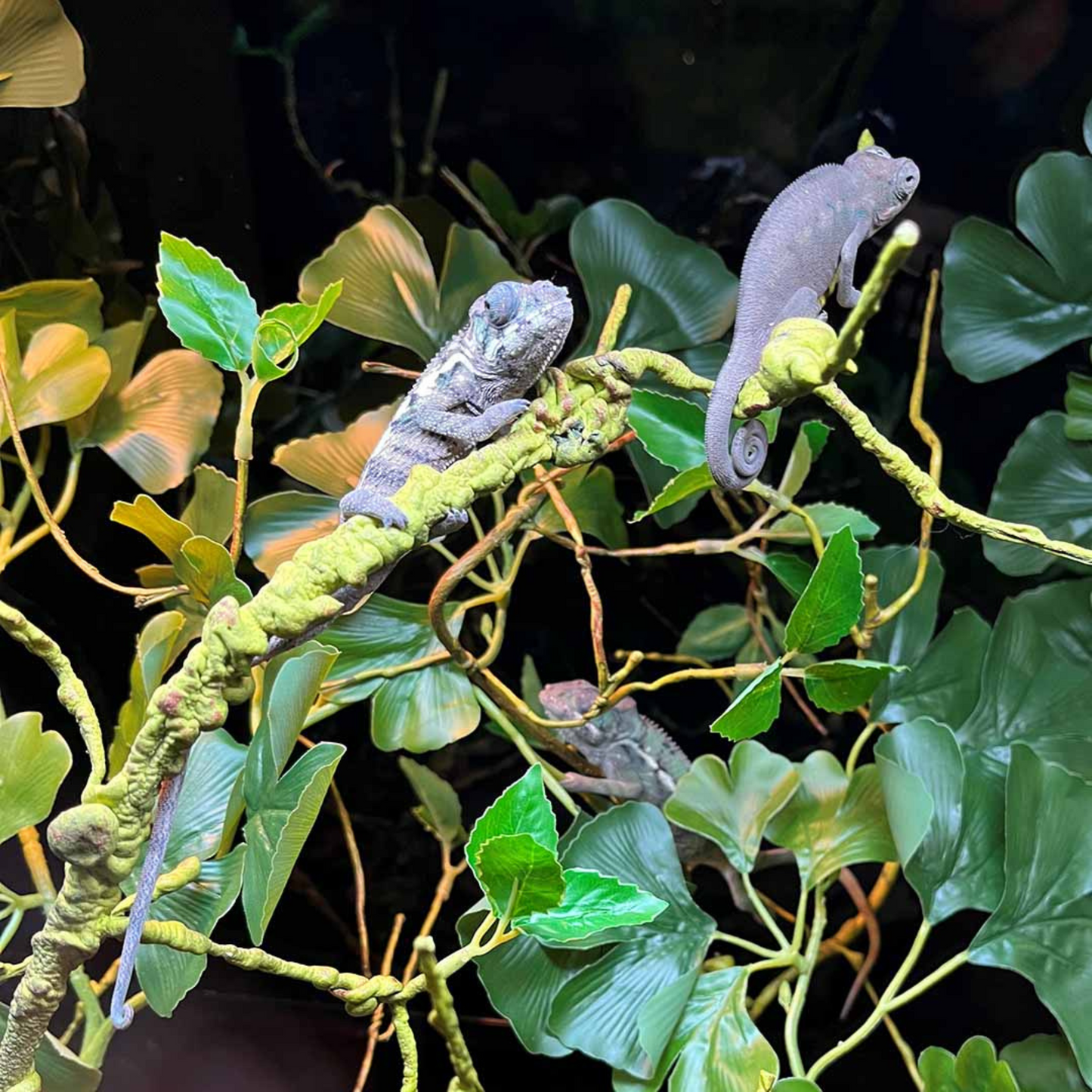 Planta Decorativa Branch Thin – 130 cm 🌿🦎