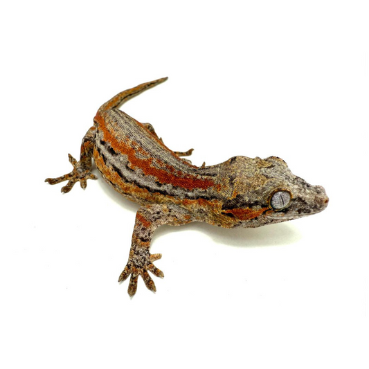 Gargoyle gecko (Rhacodactylus auriculatus)