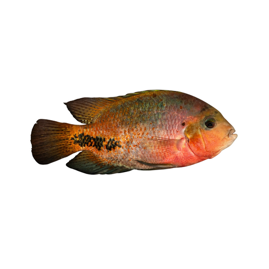 Vieja melanurus (Ciclídeo Synspilum)