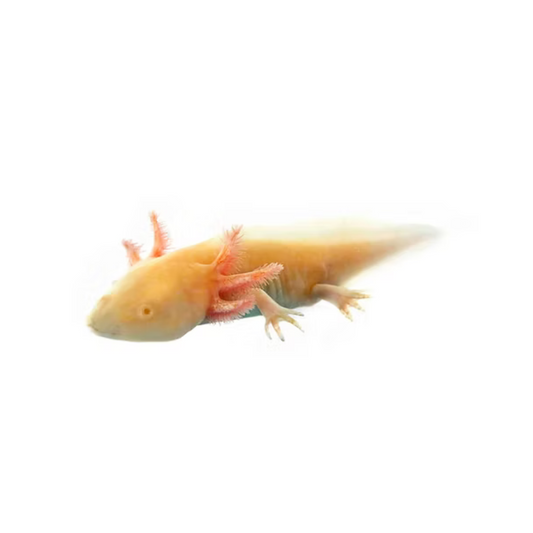 Axolotl gold (Ambystoma Mexicanum)