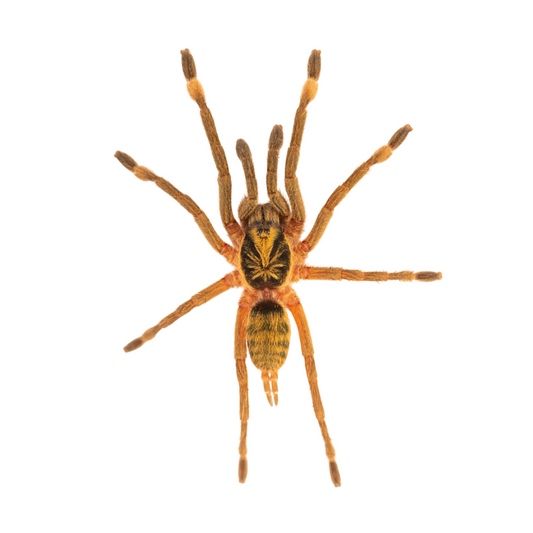 Neotele incei Gold